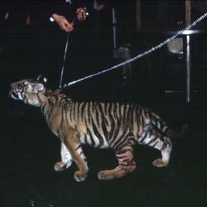 ROAR! It's Good For Your Stripes!