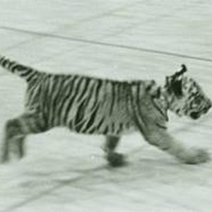 SpiRIT on the Move!